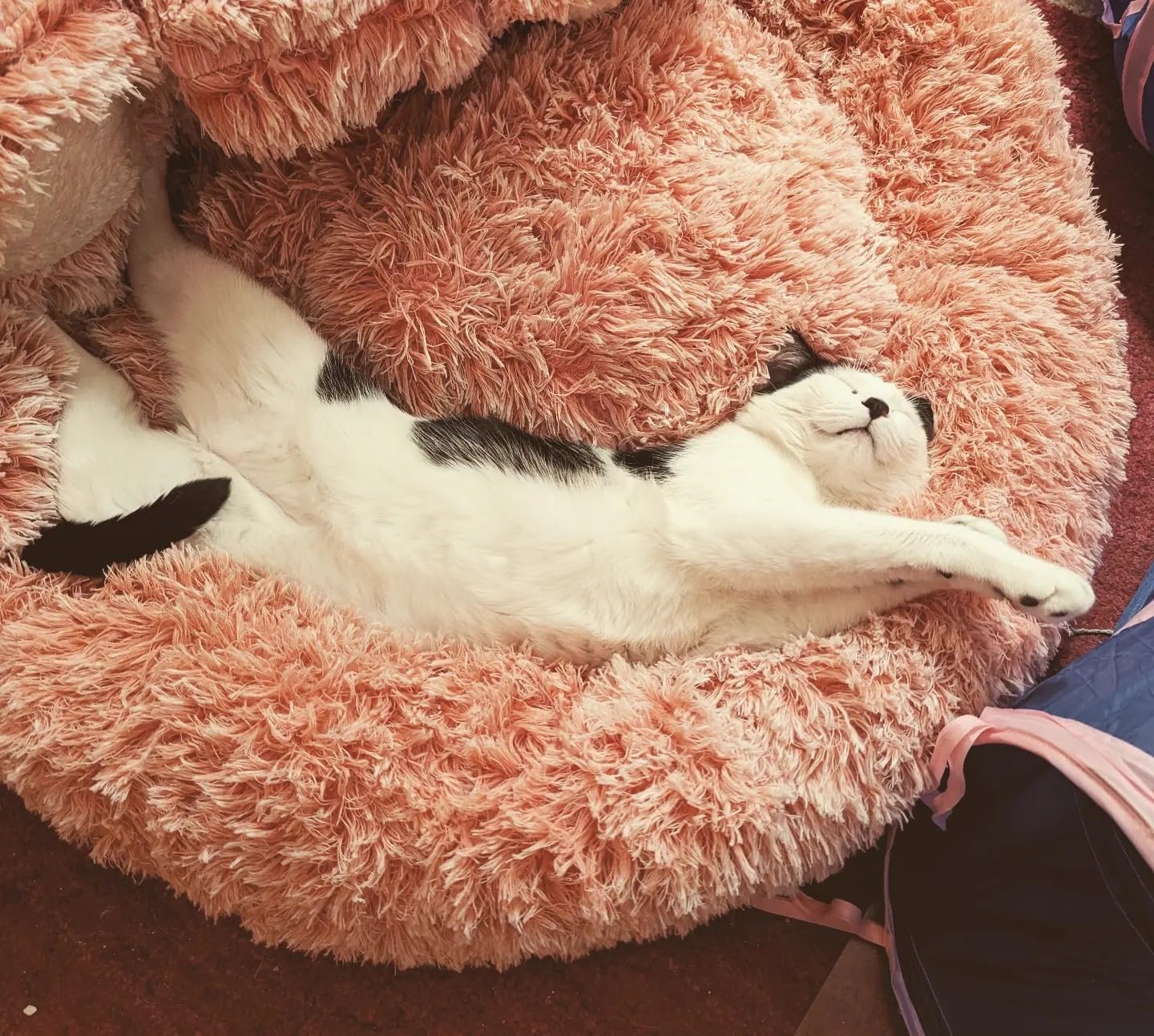 Cama para Mascotas "Pata oso"