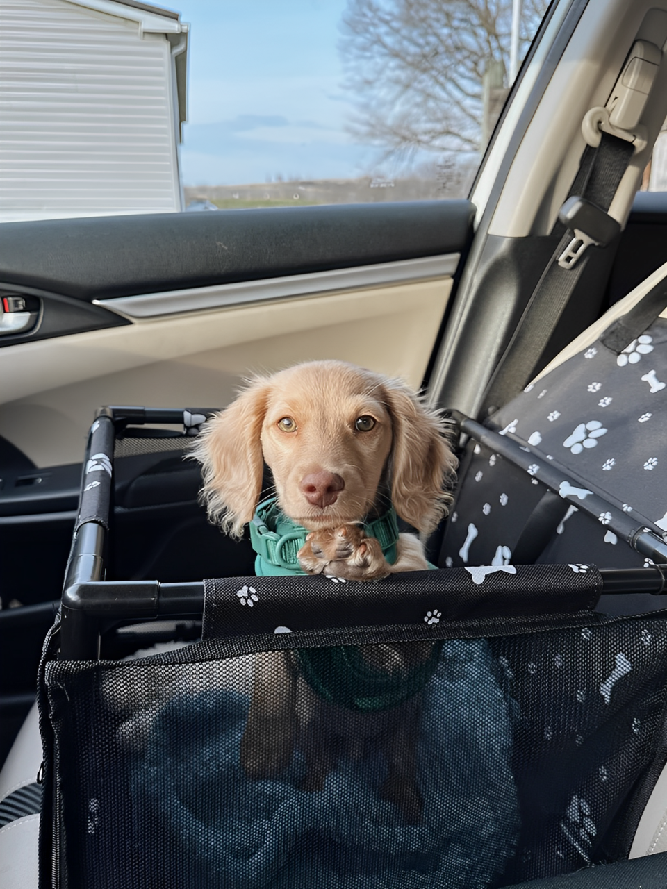 Asiento de coche antisuciedad y comodidad para mascotas