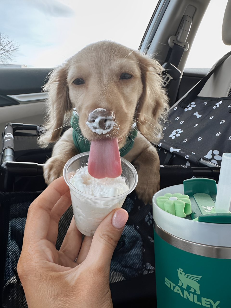 Asiento de coche antisuciedad y comodidad para mascotas